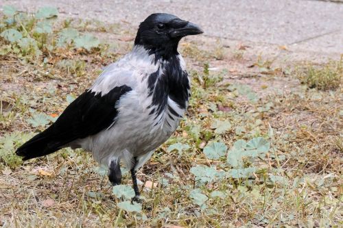 crow bird plumage
