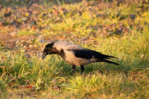 crow bird plumage
