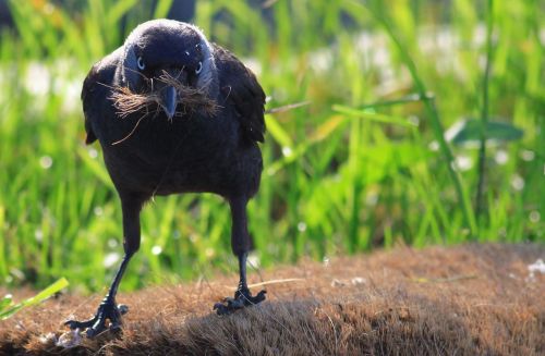 crow jackdaw coloeus monedula