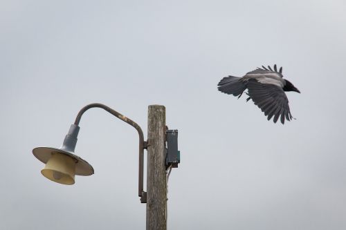 crow bird the lamppost
