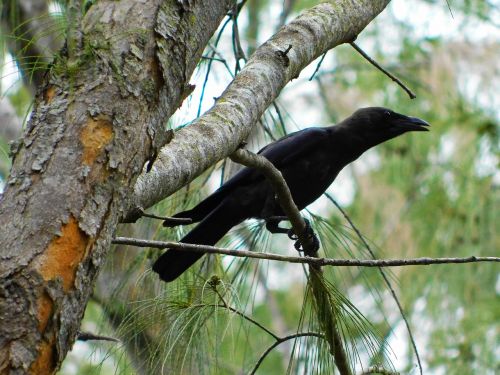 crow bird branches