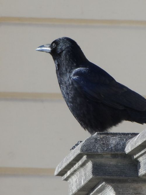 crow raven bird black