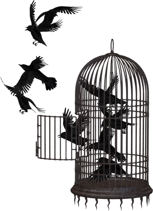 crow bird cage cage