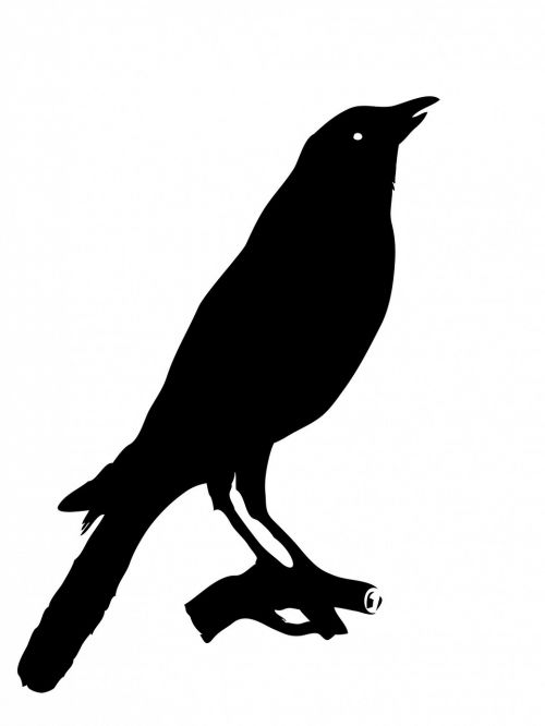 crow bird animal
