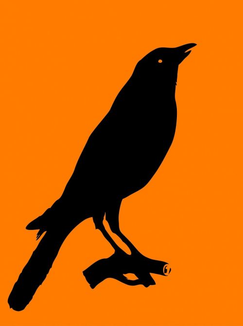 crow bird animal