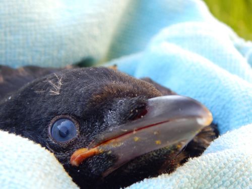 crow crow baby chicks