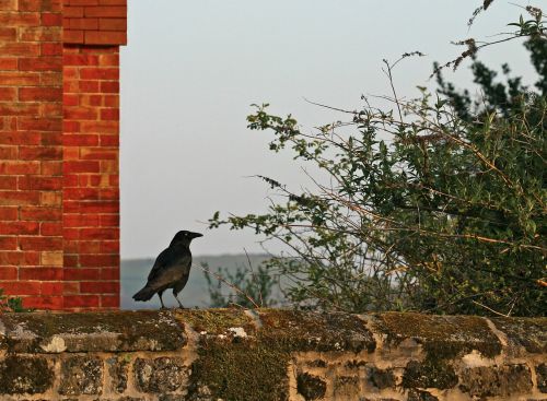 crow wall bird