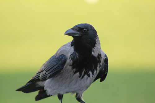 crow animal black