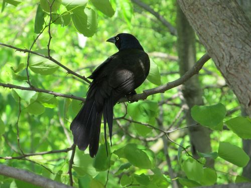 crow raven blackbird