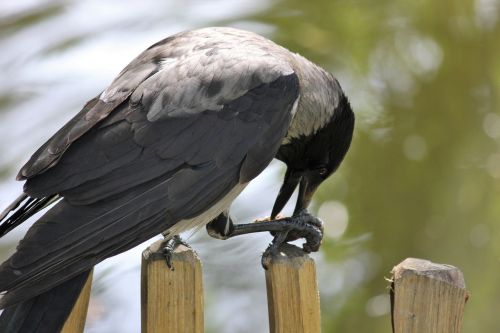 crow fence raven bird