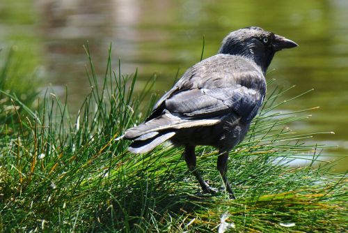 crow grass water