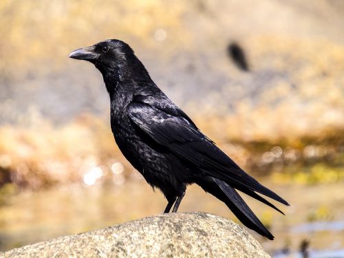 crow carrion crow bird