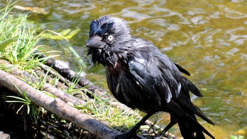crow gapa bird