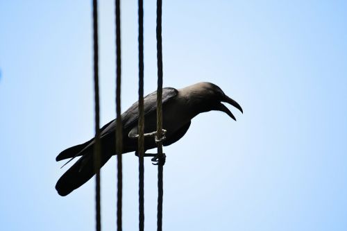 crow electric wire scavenger