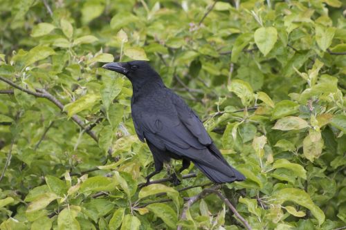 crow raven nest
