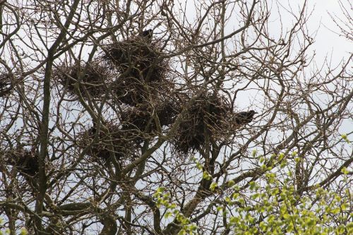 crow crow's nests birds