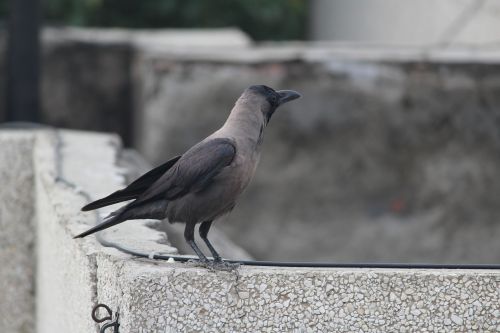 crow grey-necked house crow