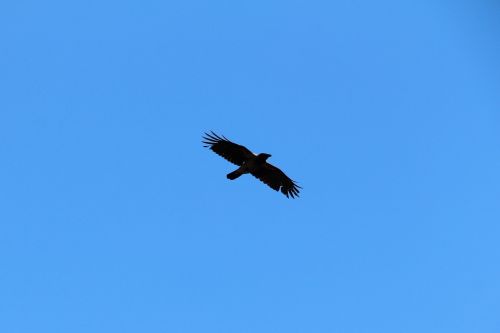 crow flight sky
