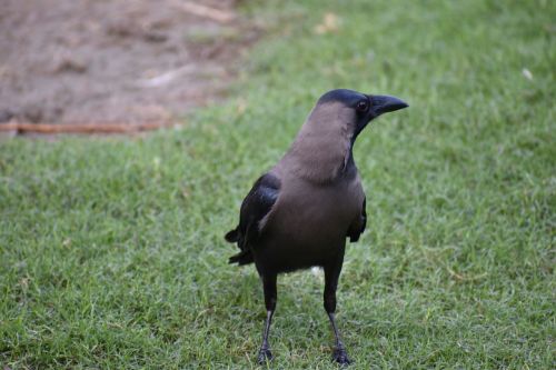 crow house crow corvus