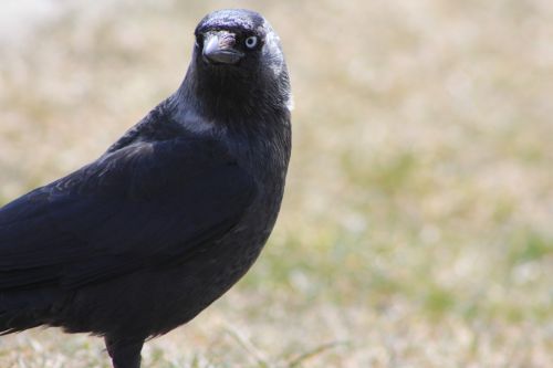crow bird rook bird