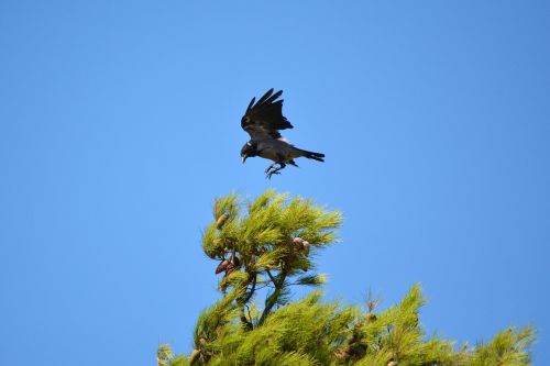 crow bird nature