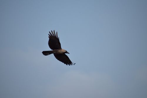 crow bird flight flying