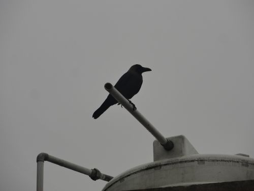 crow tank watertank