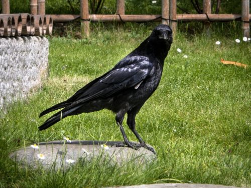 crow bird black
