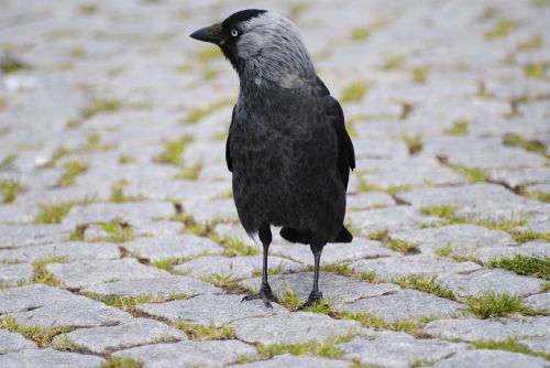 crow bird setts