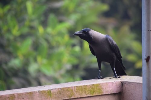 crow black nature