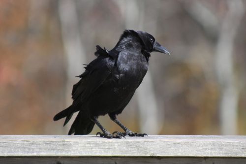 crow standing railing