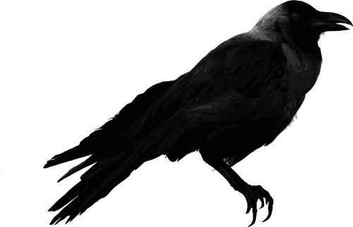 crow house crow corvus
