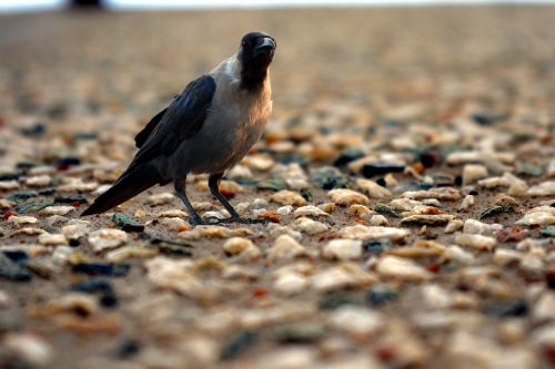crow on rocky surface corvus