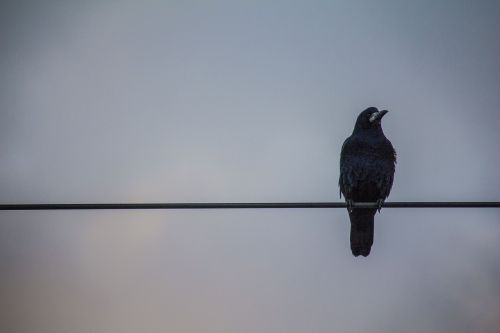 crow sky black bird