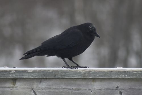 crow icy winter