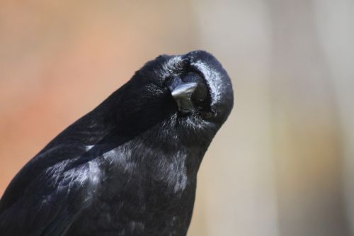 crow head tilt bird