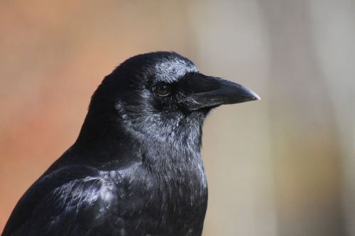 crow close-up profile