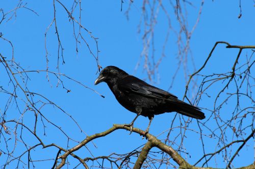 crow corvus frugilegus rook