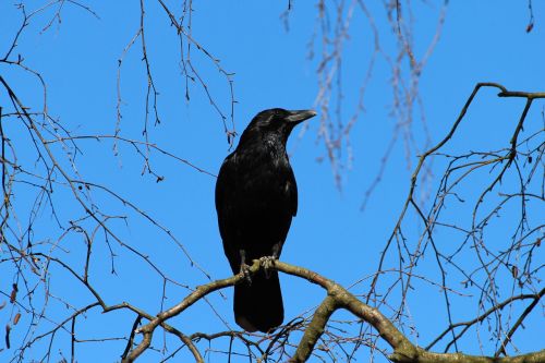 crow corvus frugilegus rook