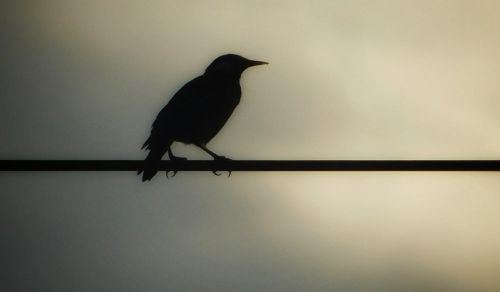 crow morning wire