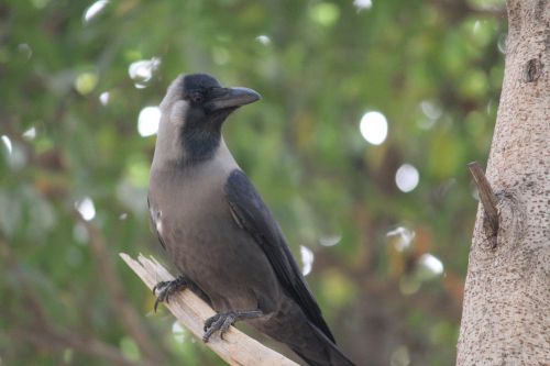 crow bird aves