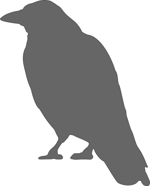 crow bird grey