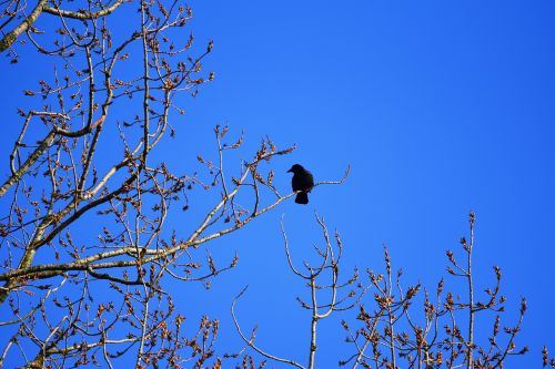 crow bird animal