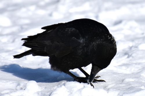 crow animal common raven