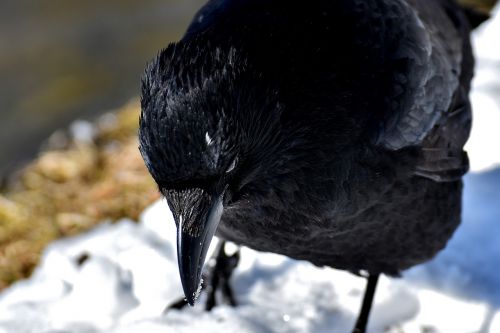 crow animal common raven