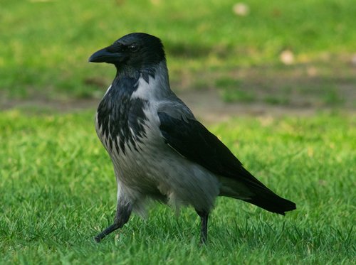 crow  bird  case
