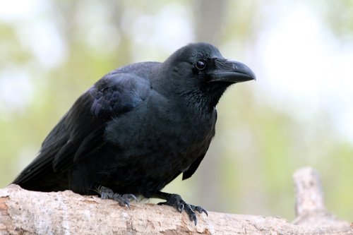 crow  corvus macrorhynchos  bird