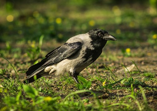 crow  krukowate  bird of prey