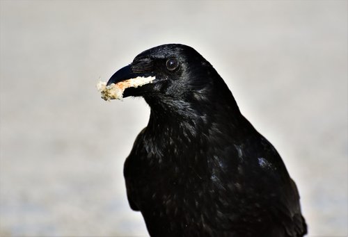 crow  raven  raven bird
