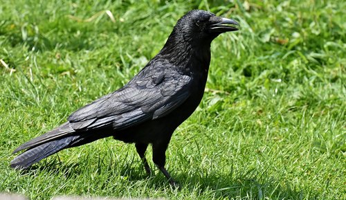 crow  raven bird  raven